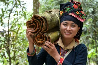 Kleinbäuerin Ton Hoang Thi mit der frischgeschälten Rinde eines Zimtbaums.
